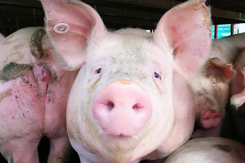 农业农村部：预计1～2月生猪出栏增长25% 后期供需将越来越宽松